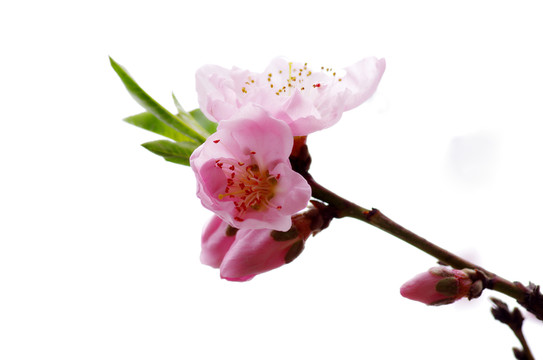 桃花