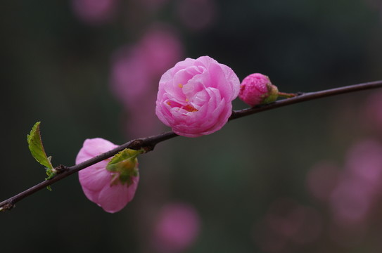 榆葉梅