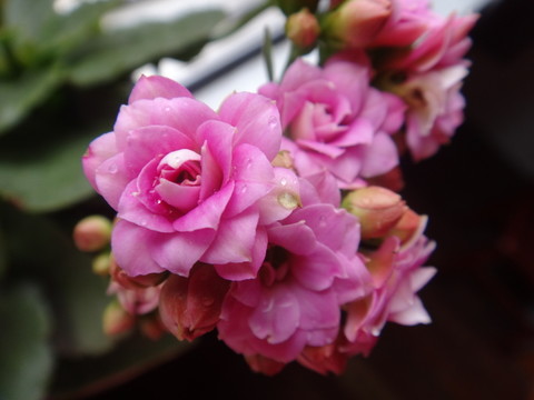 花朵擁簇
