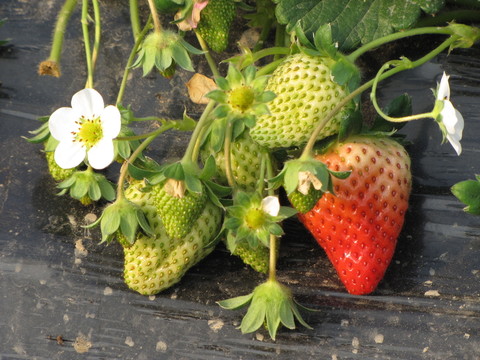 温室草莓