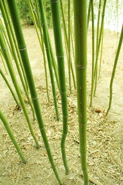 竹林    翠竹