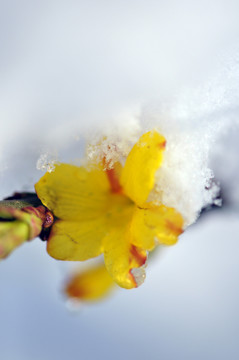 迎春花