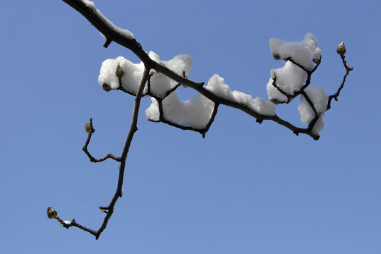 春雪