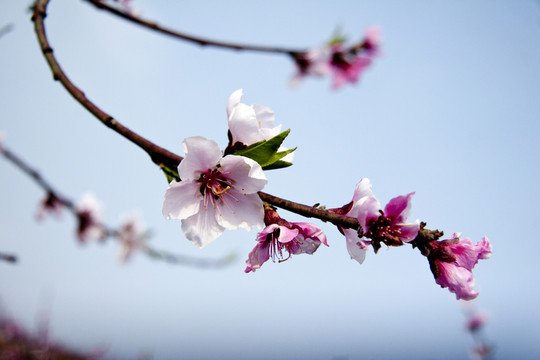 桃花