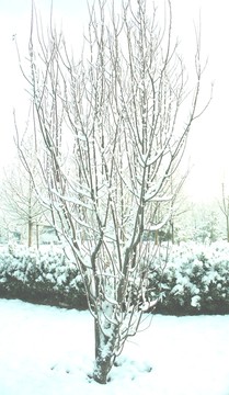 雪景樹(shù)木