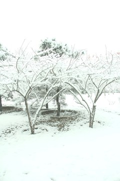 雪景   松樹  楊樹  雪地