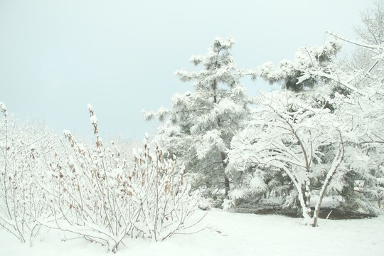 雪景   槐樹  松樹