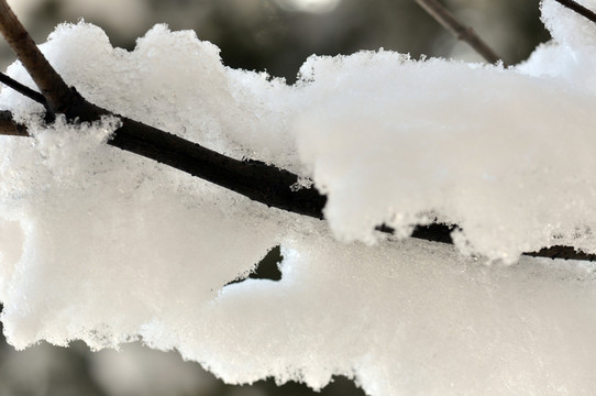 白雪