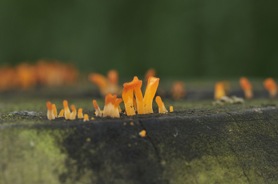 苔蘚