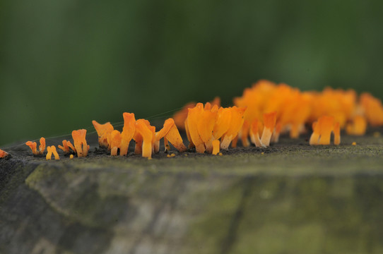 苔蘚