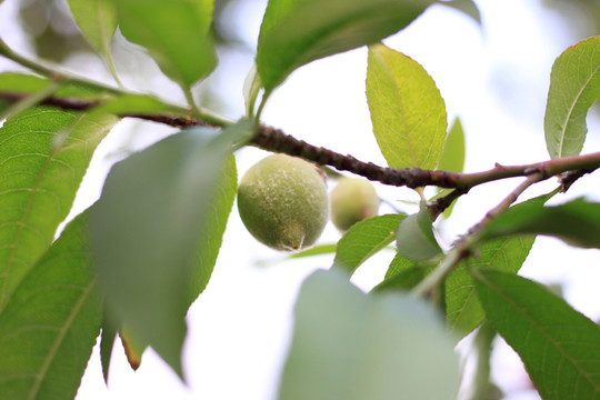 樹(shù)上桃子