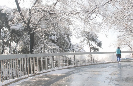 雪景  槐樹  雪地  行人背影
