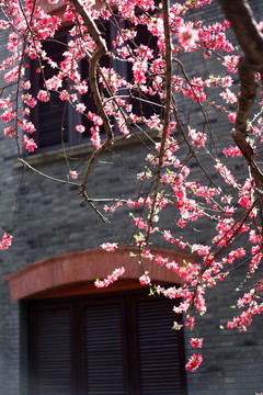 粉色櫻花