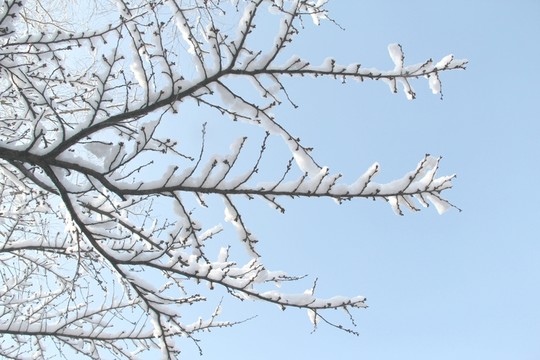 雪天霧凇