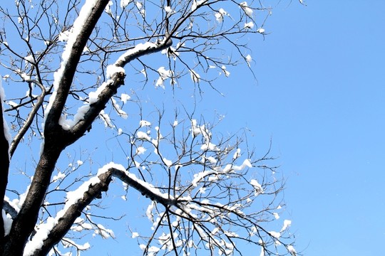 雪天霧凇