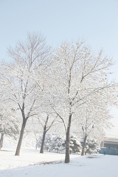 雪景樹林