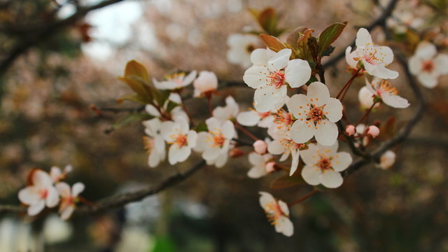 櫻花