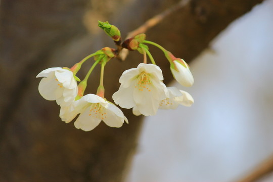 梨花