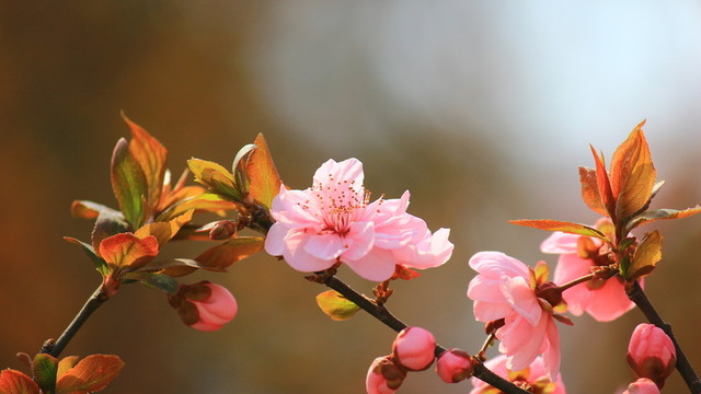 梅花