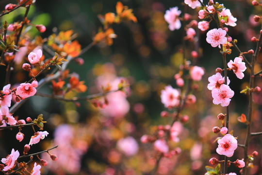 梅花