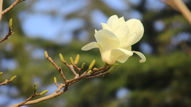 玉蘭花
