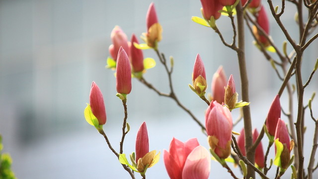 玉蘭花