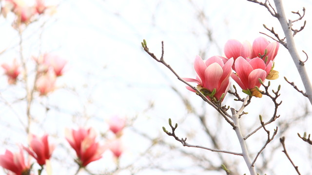 玉蘭花