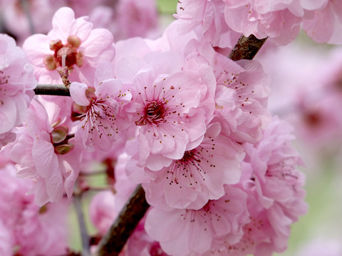 櫻花