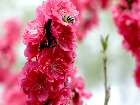 櫻花