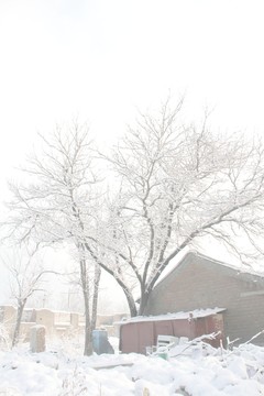 雪景楊樹小屋