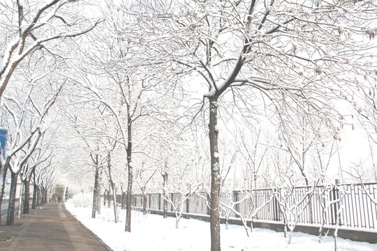 雪景小路旁的樹林