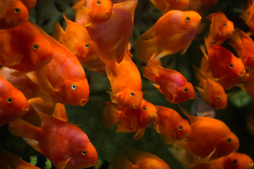 血鸚鵡魚