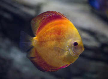 七彩神仙魚
