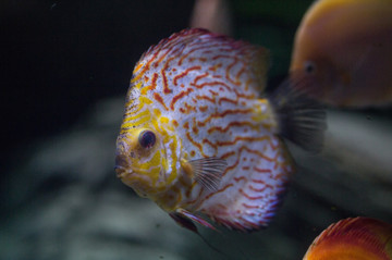七彩神仙魚(yú)