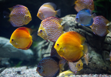 七彩神仙魚