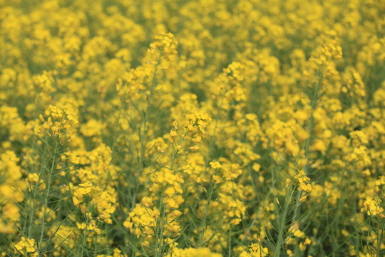 油菜花