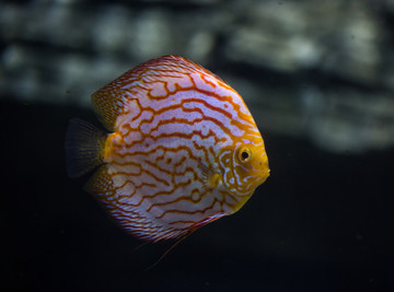 七彩燕魚(yú)