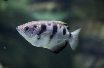 射水魚