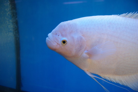 水族館里的魚