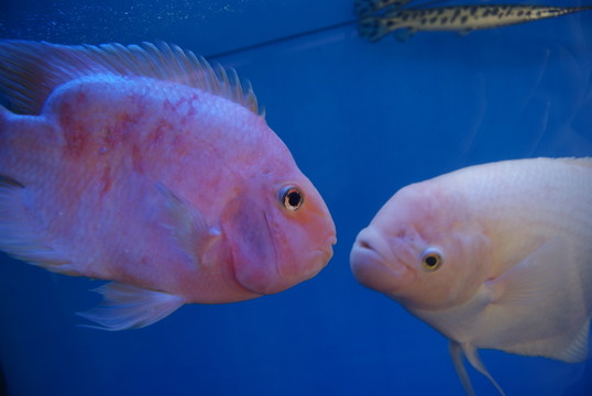 水族館里的魚(yú)