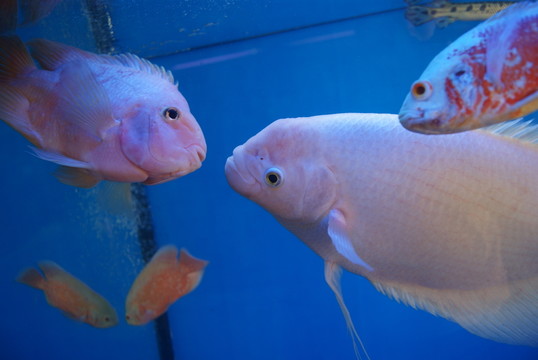 水族館里的魚