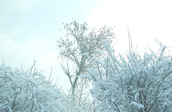 雪景霧凇