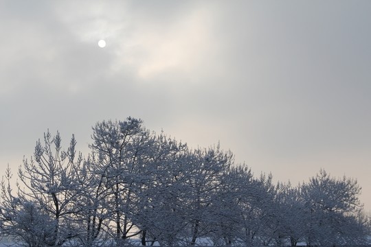雪景樹林