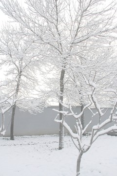 雪景霧凇