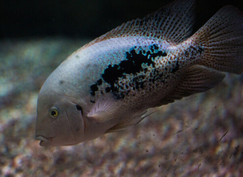 紫藍(lán)火口魚