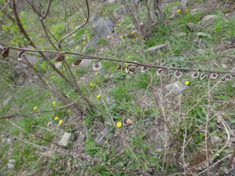 野草種子