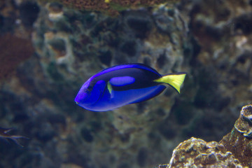 帝王刺尾鯛