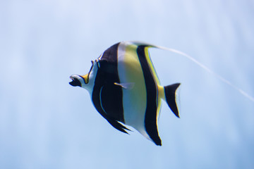 神像魚