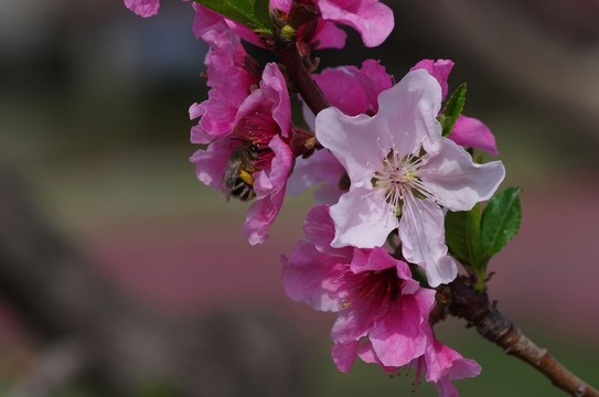 桃花