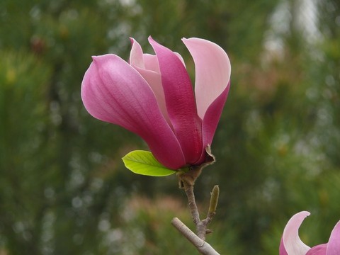 玉蘭花